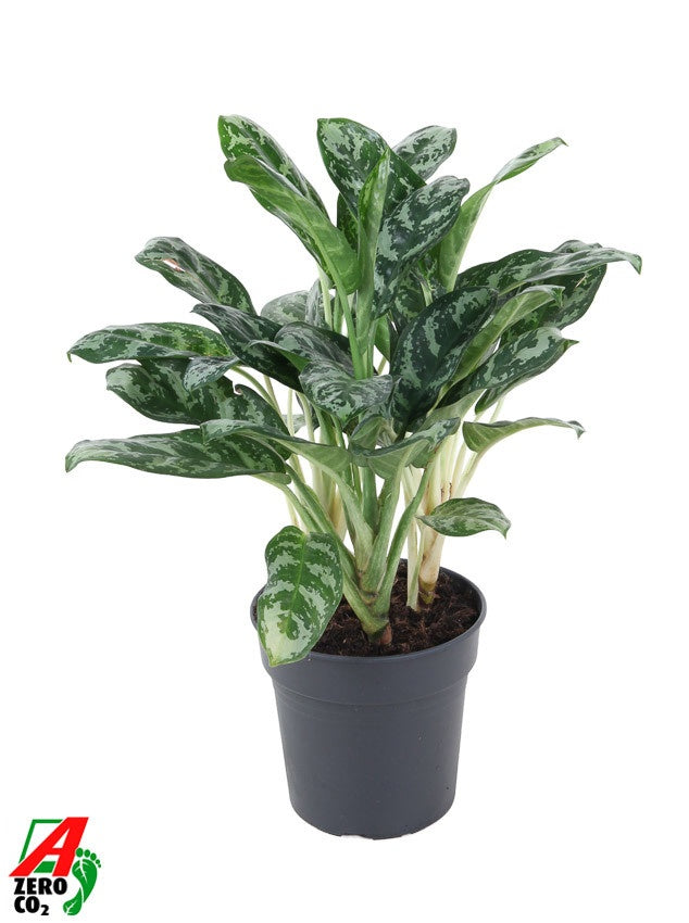Aglaonema Amazon Silver 60cm 24cm Pot