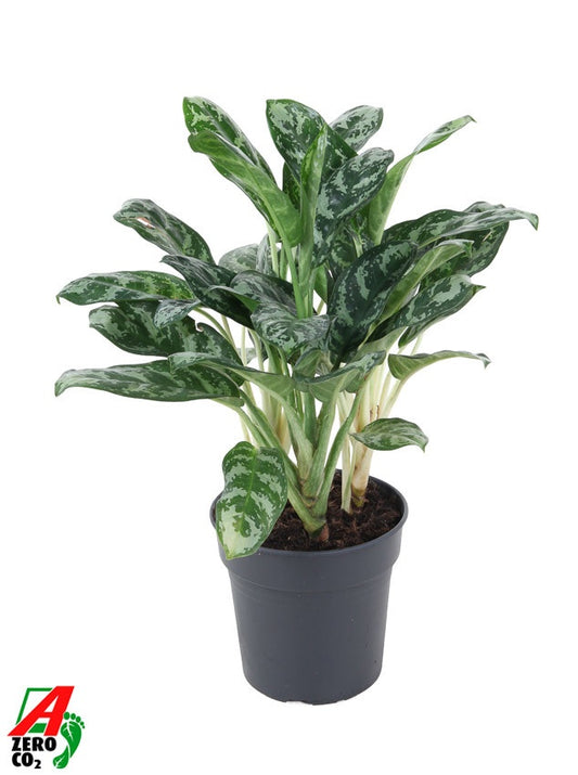 Aglaonema Amazon Silver 60cm 24cm Pot