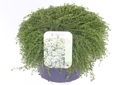 Thymus Albiflorus 20cm 17cm Pot