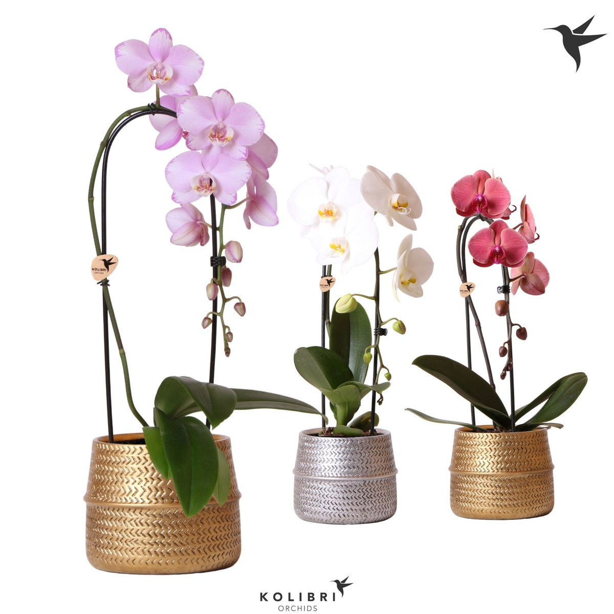 Phalaenopsis Elegant cascade 50cm 12cm Pot