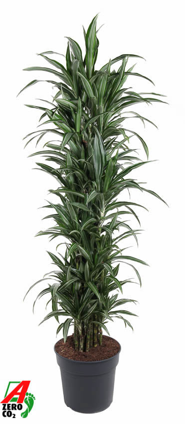 Dracaena frag. Ulises branched 170cm 34cm Pot