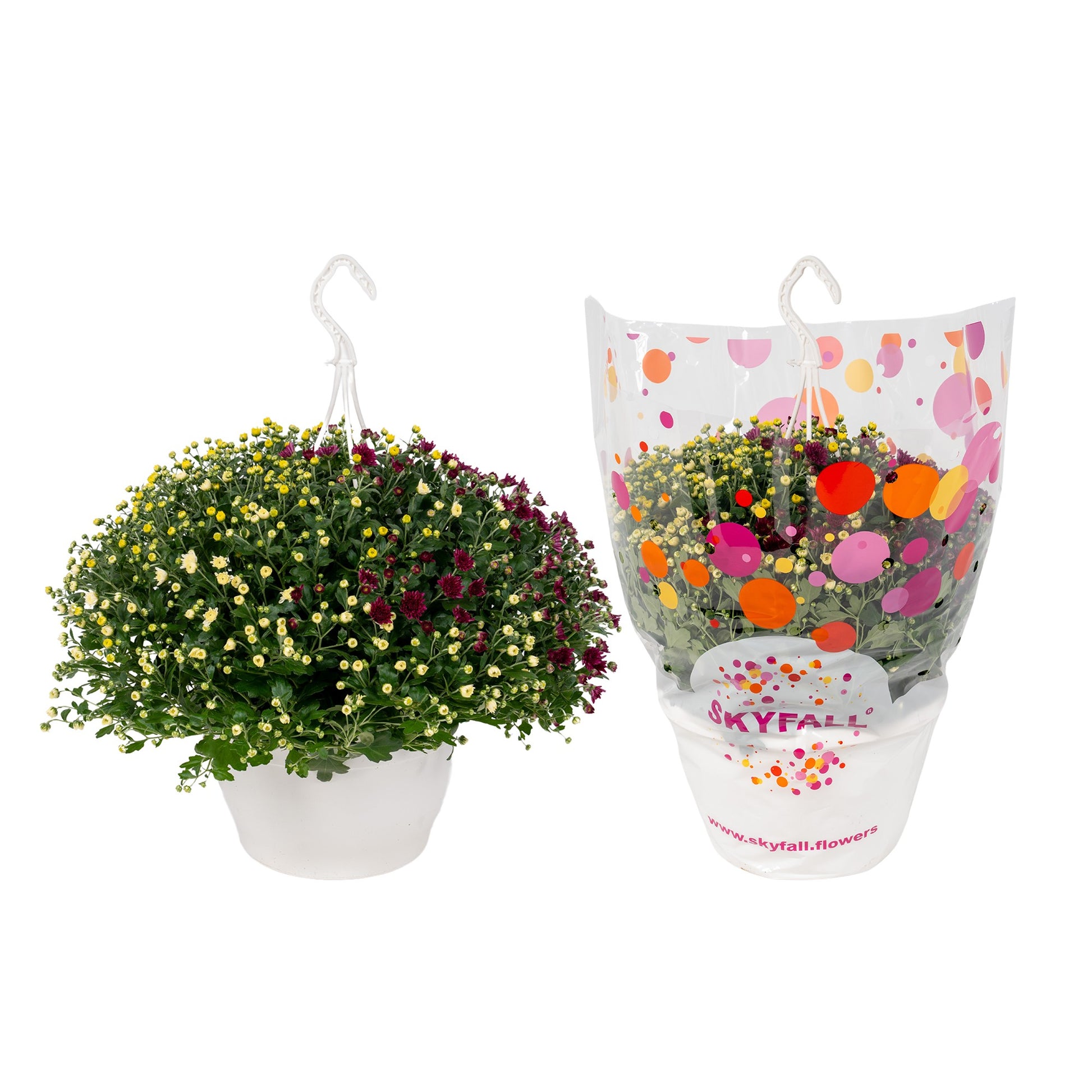 Meerrust Vof Chrysanthemum Skyfall mix Pack of 1