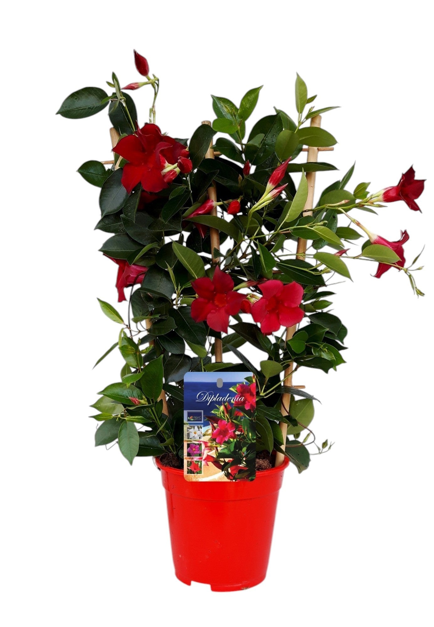 Mandevilla Rio Deep Red 60cm 17cm Pot