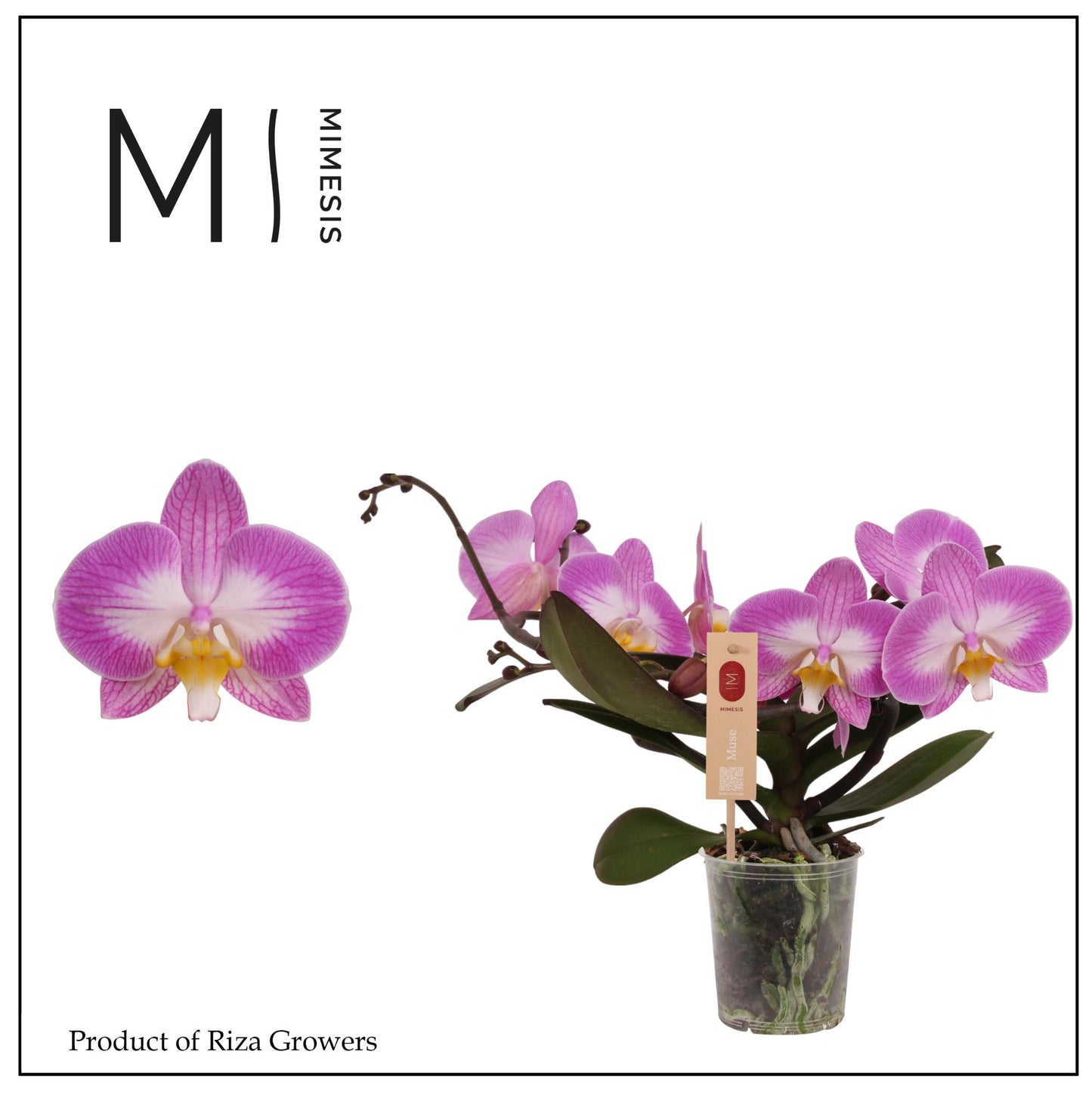 Phalaenopsis Muse White Special 35cm 12cm Pot
