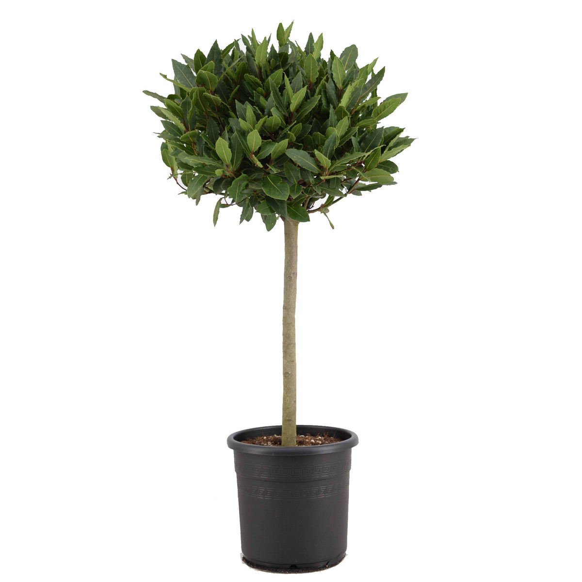 Laurus nobilis 100cm 25cm Pot