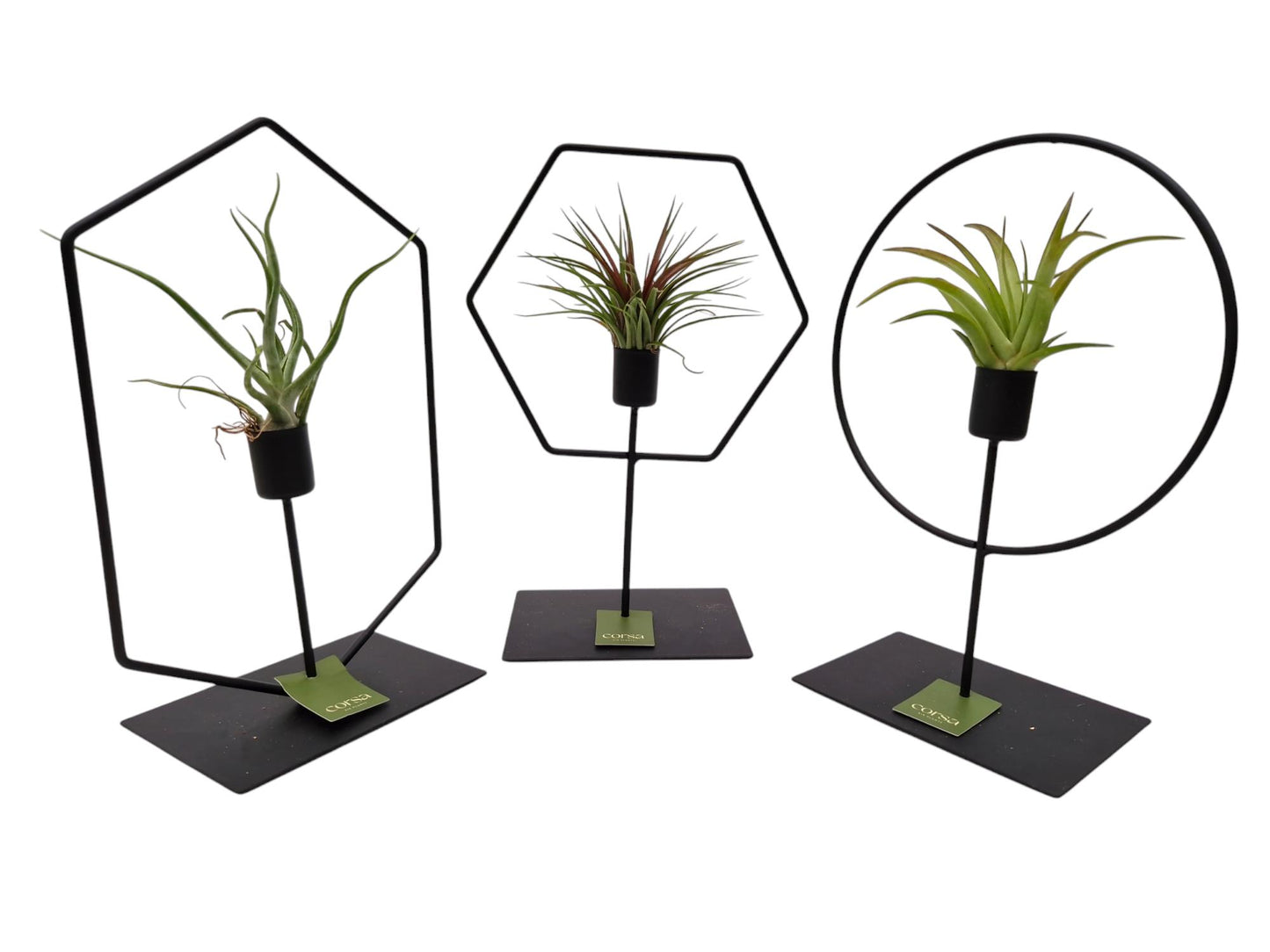 Tillandsia cyanea 25cm 17cm Pot