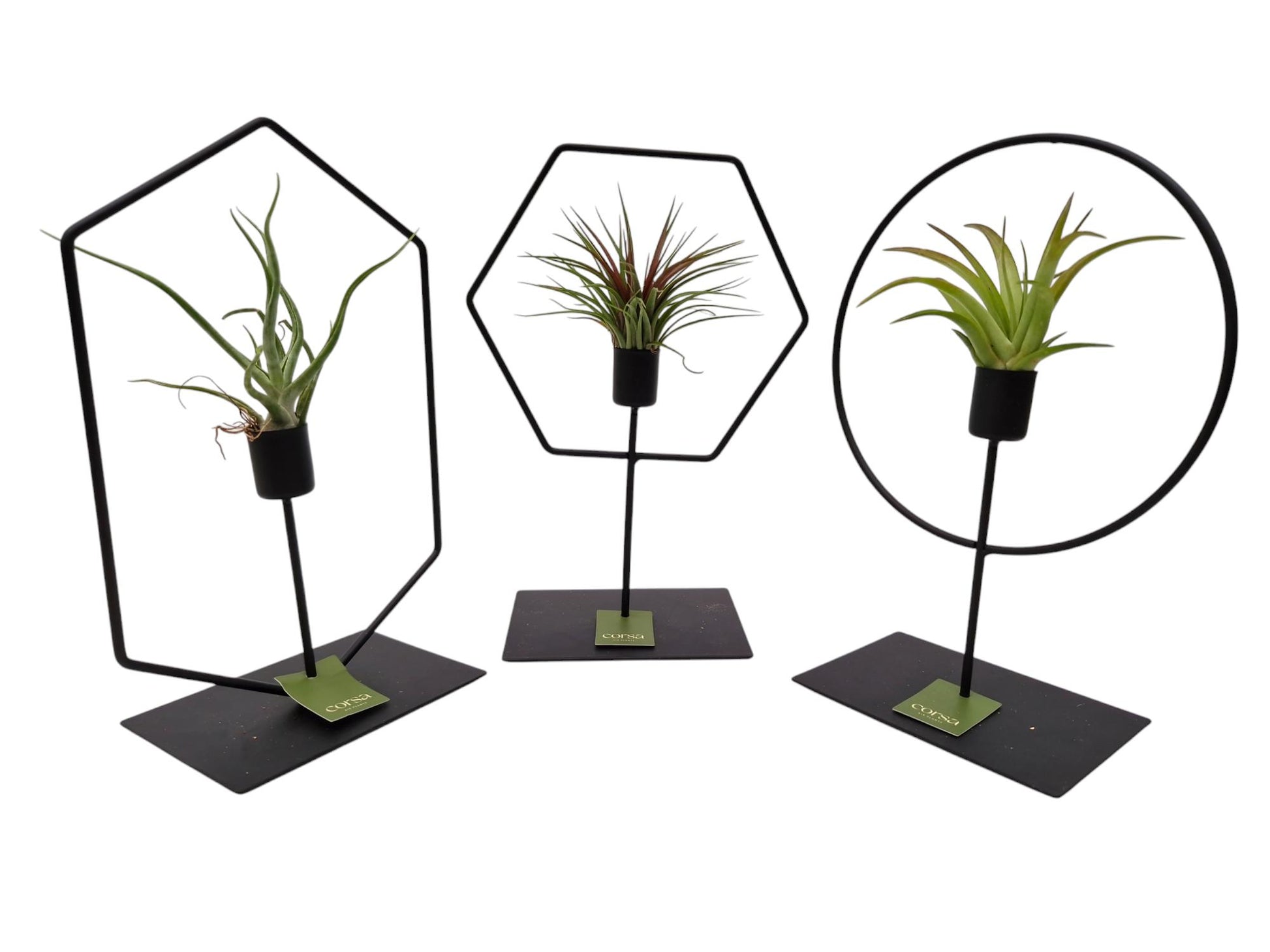 Tillandsia cyanea 25cm 17cm Pot