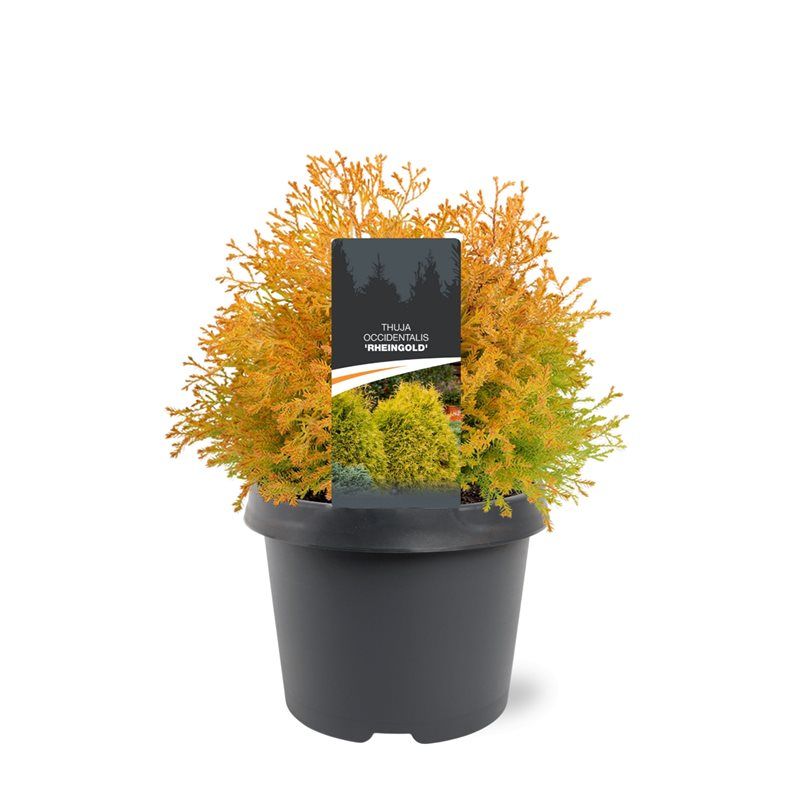 Thuja occidentalis Rheingold 30cm 19cm Pot