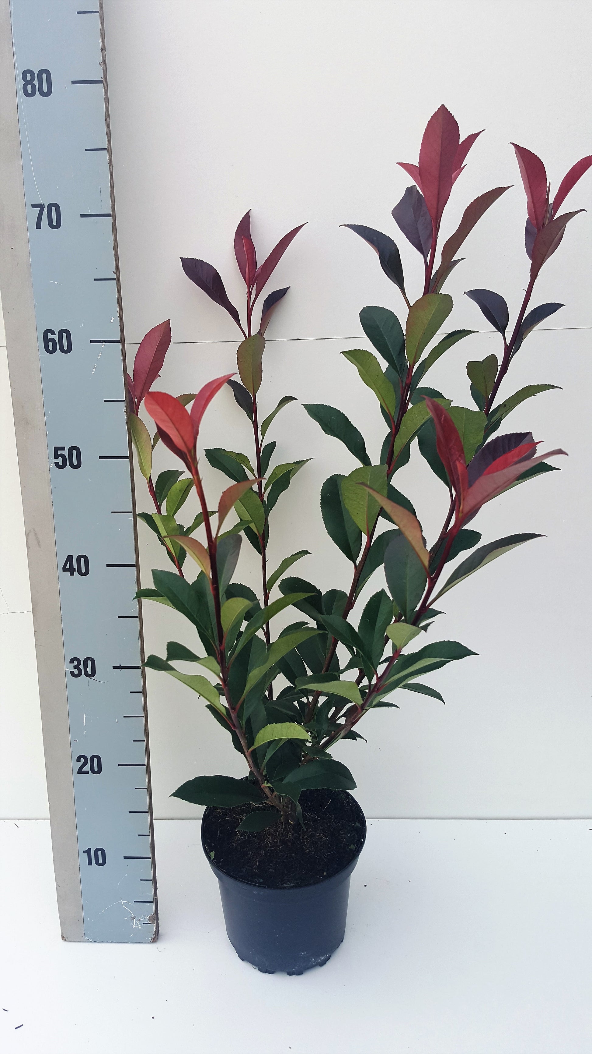 Roessel Tuinpl. VOF, B. v. Photinia Mandarino Pack of 6