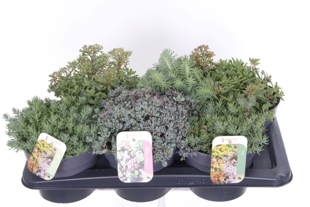 Sedum album mix 25cm 17cm Pot