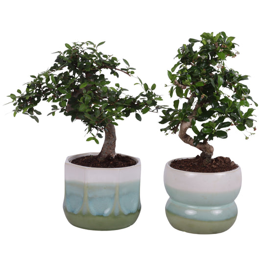 Bonsai mix 35cm 15cm Pot