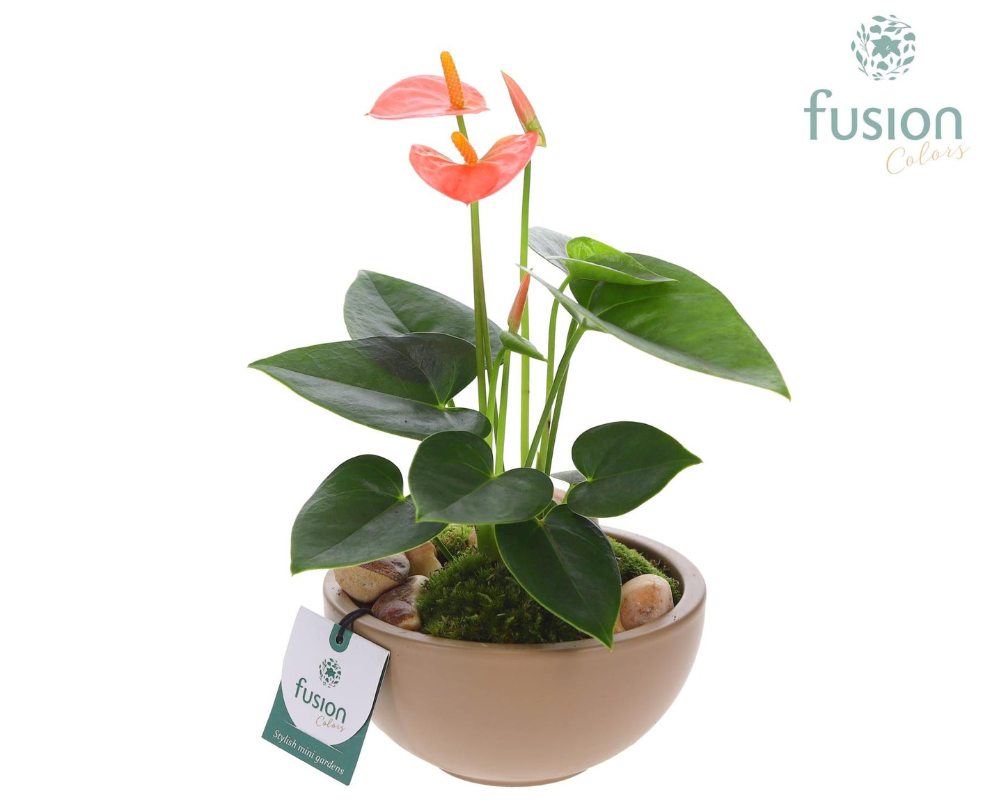 Schaal keramiek Moon Small beige met Anthurium 25cm 15cm Pot
