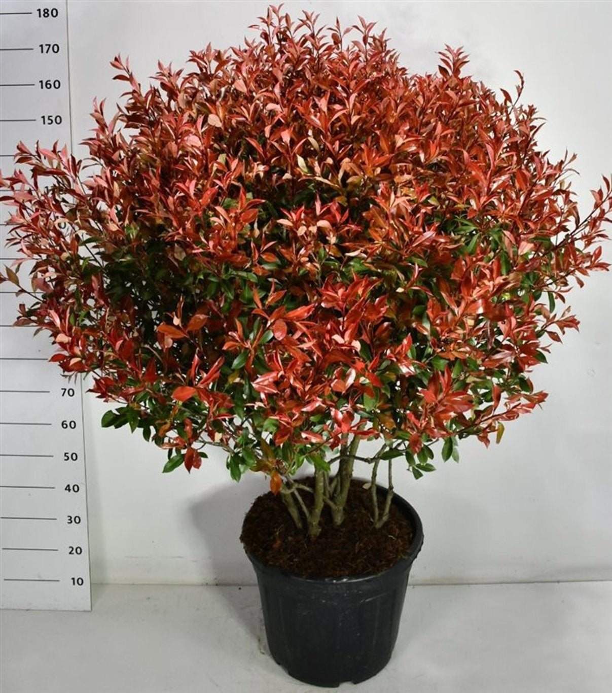 Photinia fraseri mix 190cm 51cm Pot
