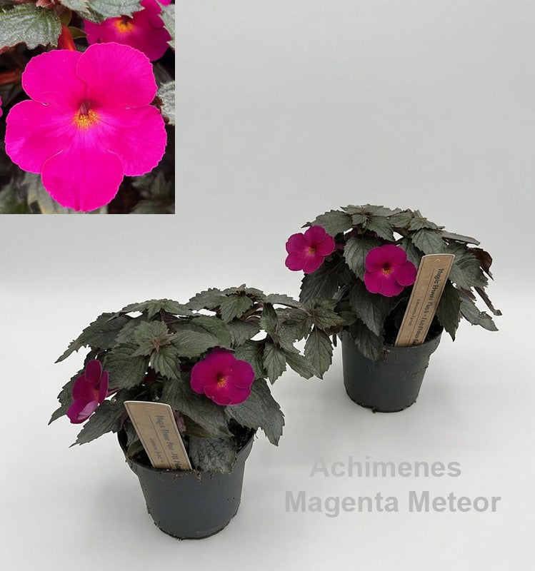Achimenes blue 22cm 12cm Pot