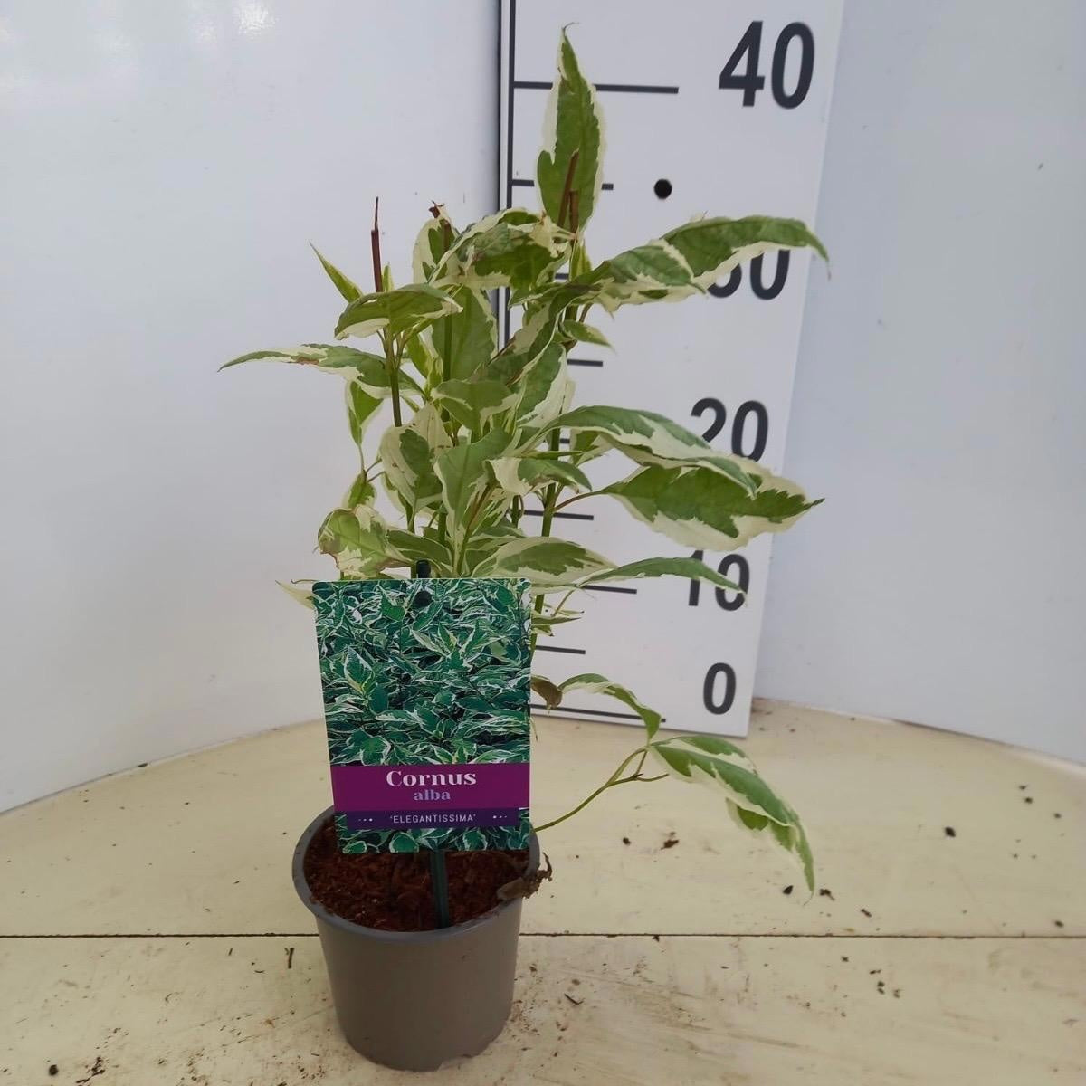 Cornus alba Elegantissima 30cm 12cm Pot
