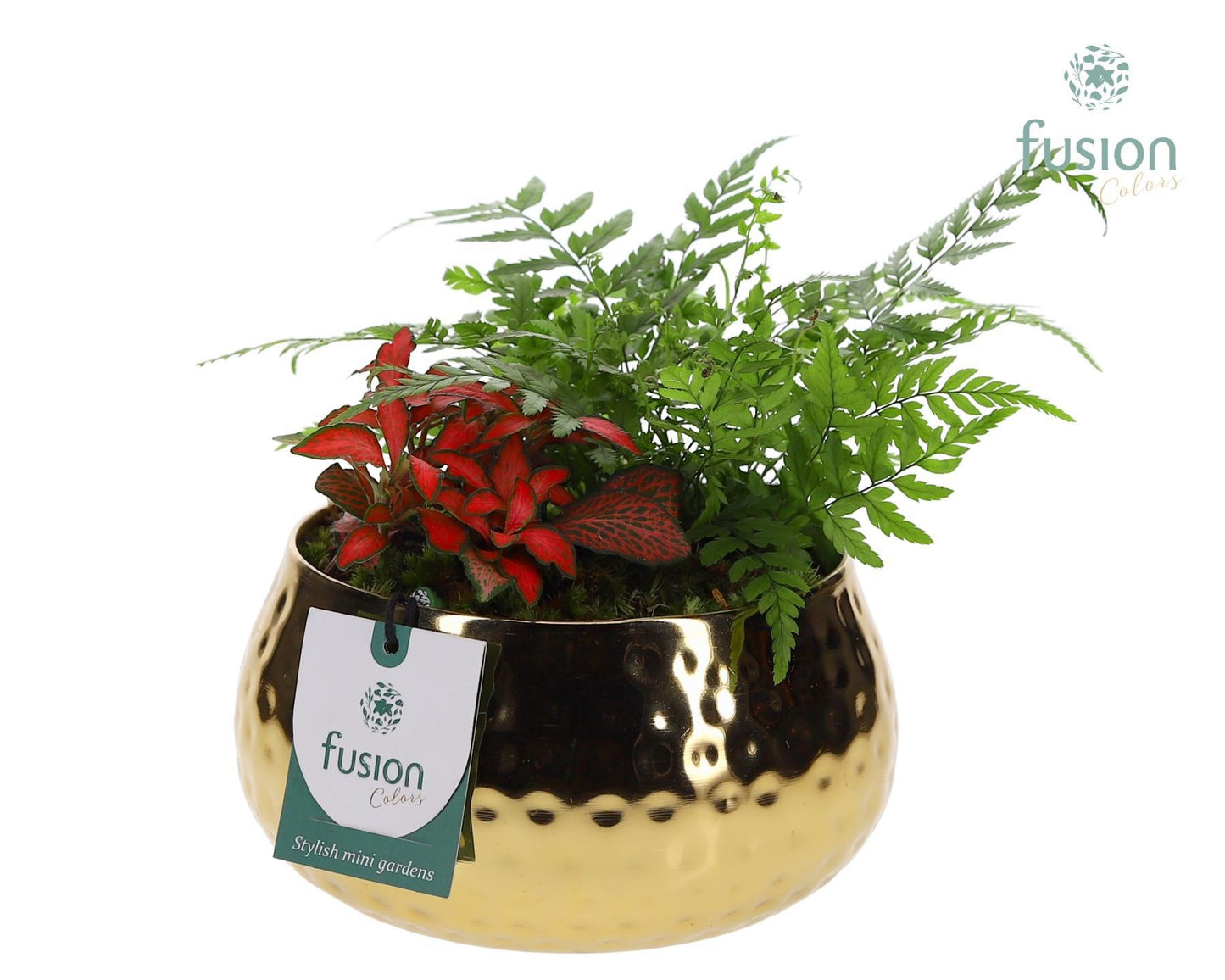 Schaal Indian metaal goud met Arrangement 20cm 15cm Pot