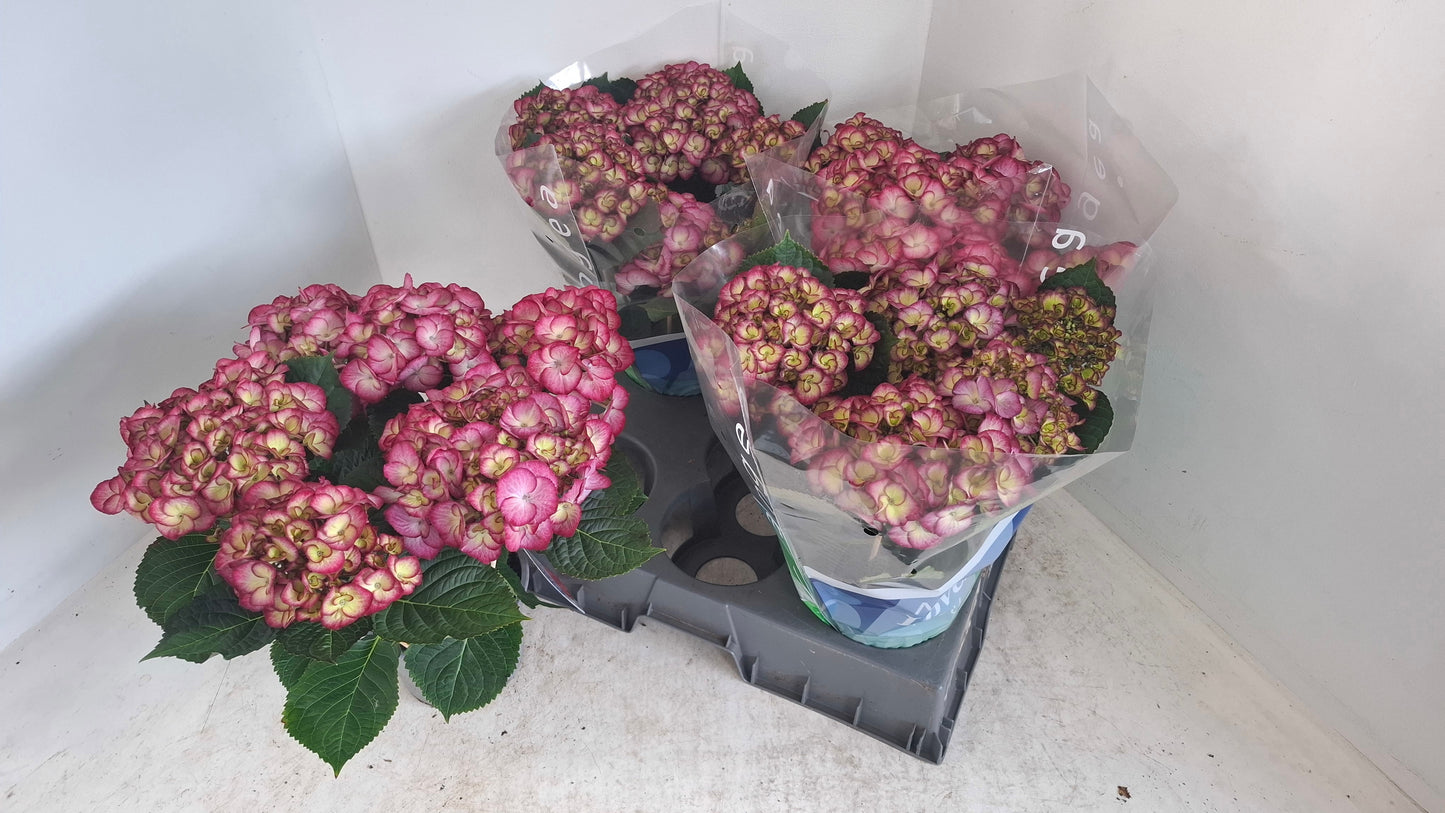 Hydrangea macrophylla 40cm 15cm Pot