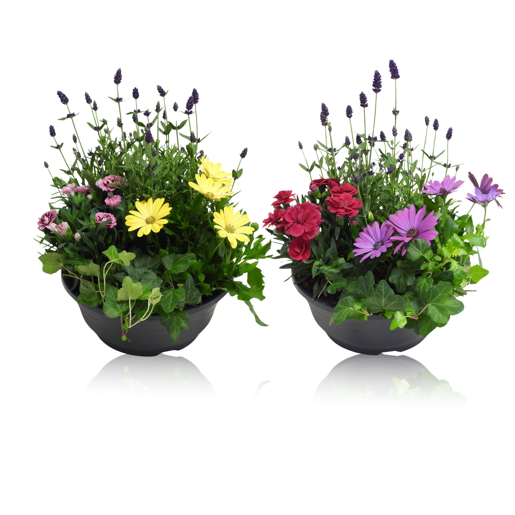 Outdoor arrangement 40cm 23cm Pot