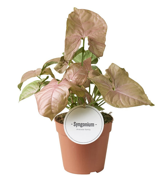 Syngonium Neon 25cm 12cm Pot