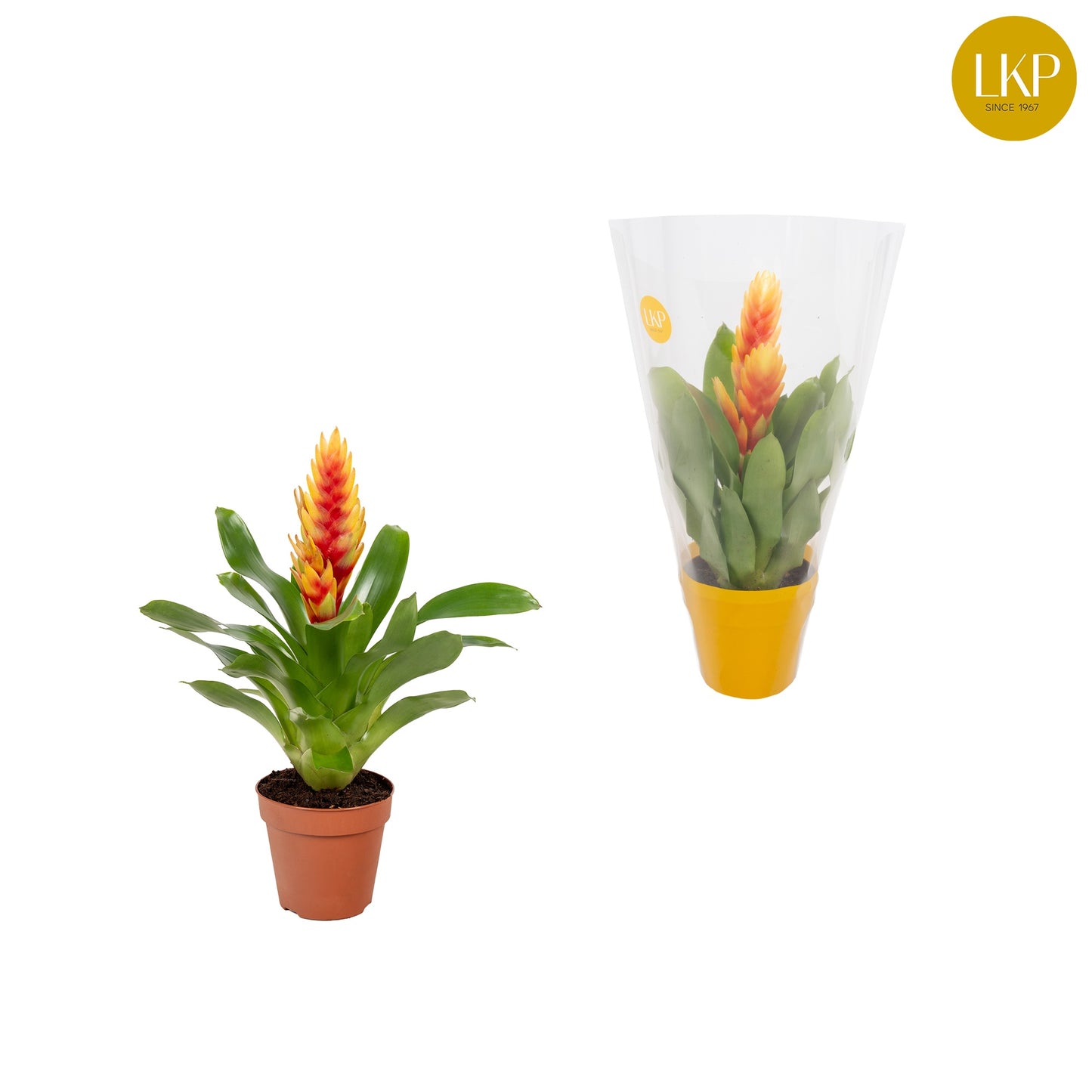 Vriesea Cato 30cm 510cm Pot