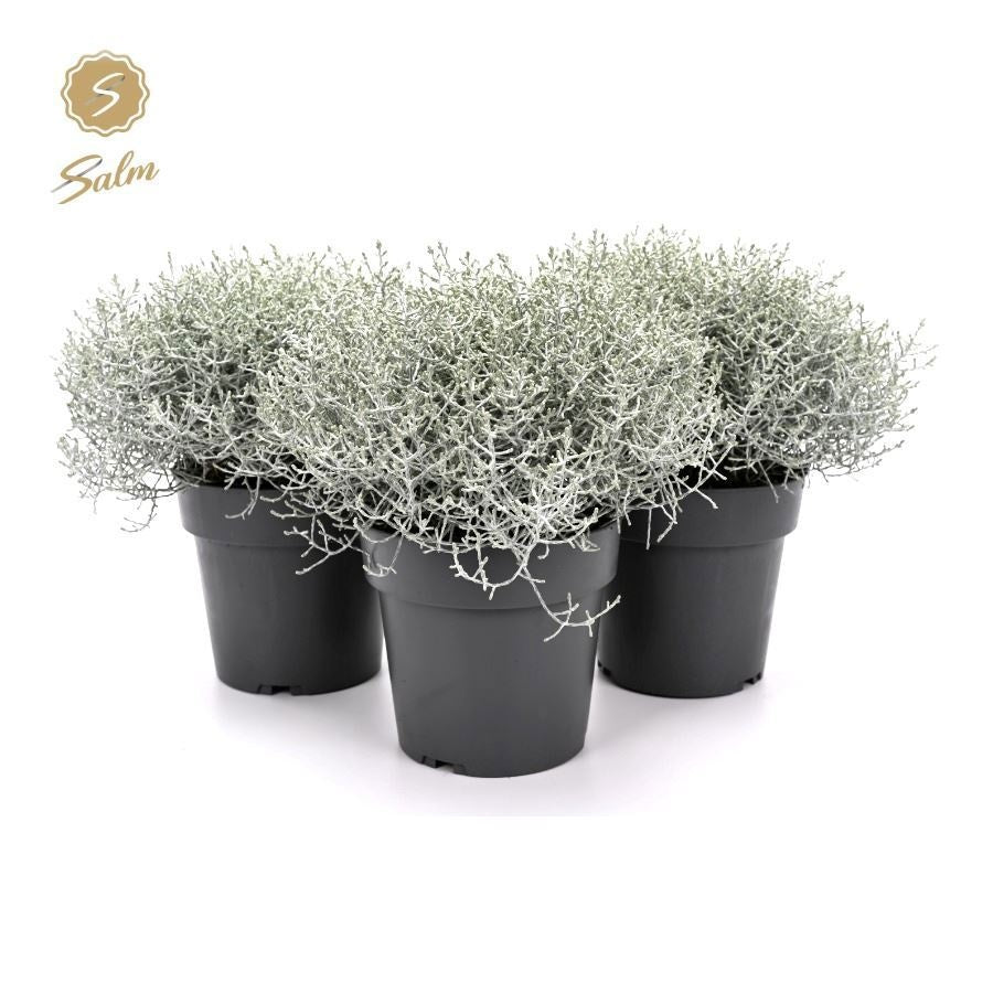 Calocephalus brownii Challenge 30cm 15cm Pot