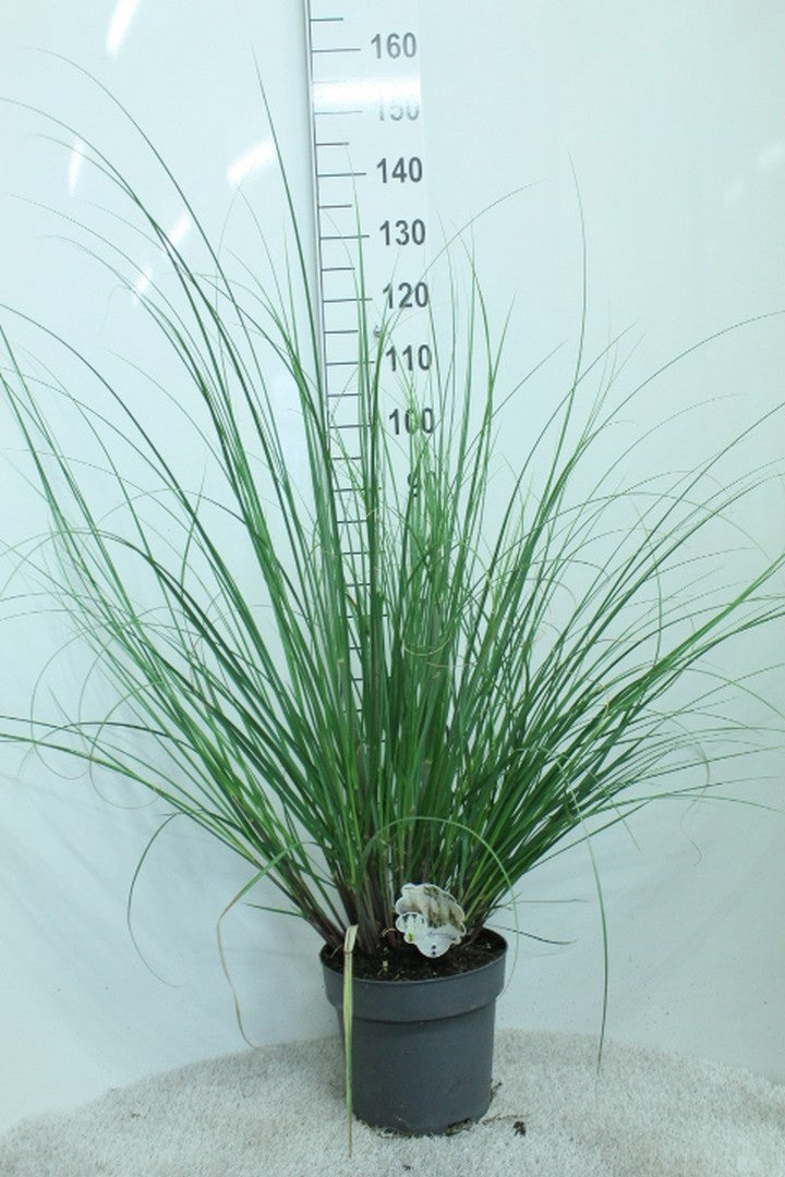 Cortaderia selloana 135cm 29cm Pot