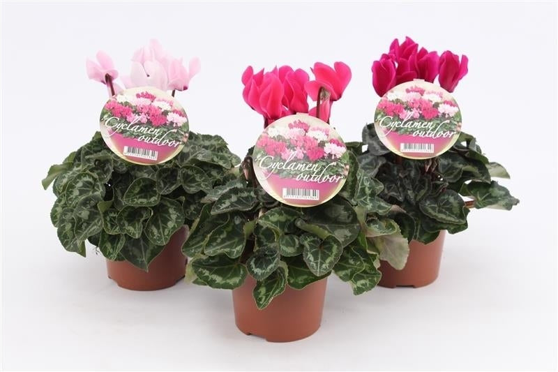 Grootscholten BV. Gebr. Cyclamen Garden Pack of 8