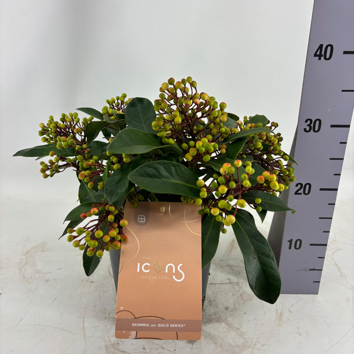 Skimmia japonica Lipstick 45cm 19cm Pot