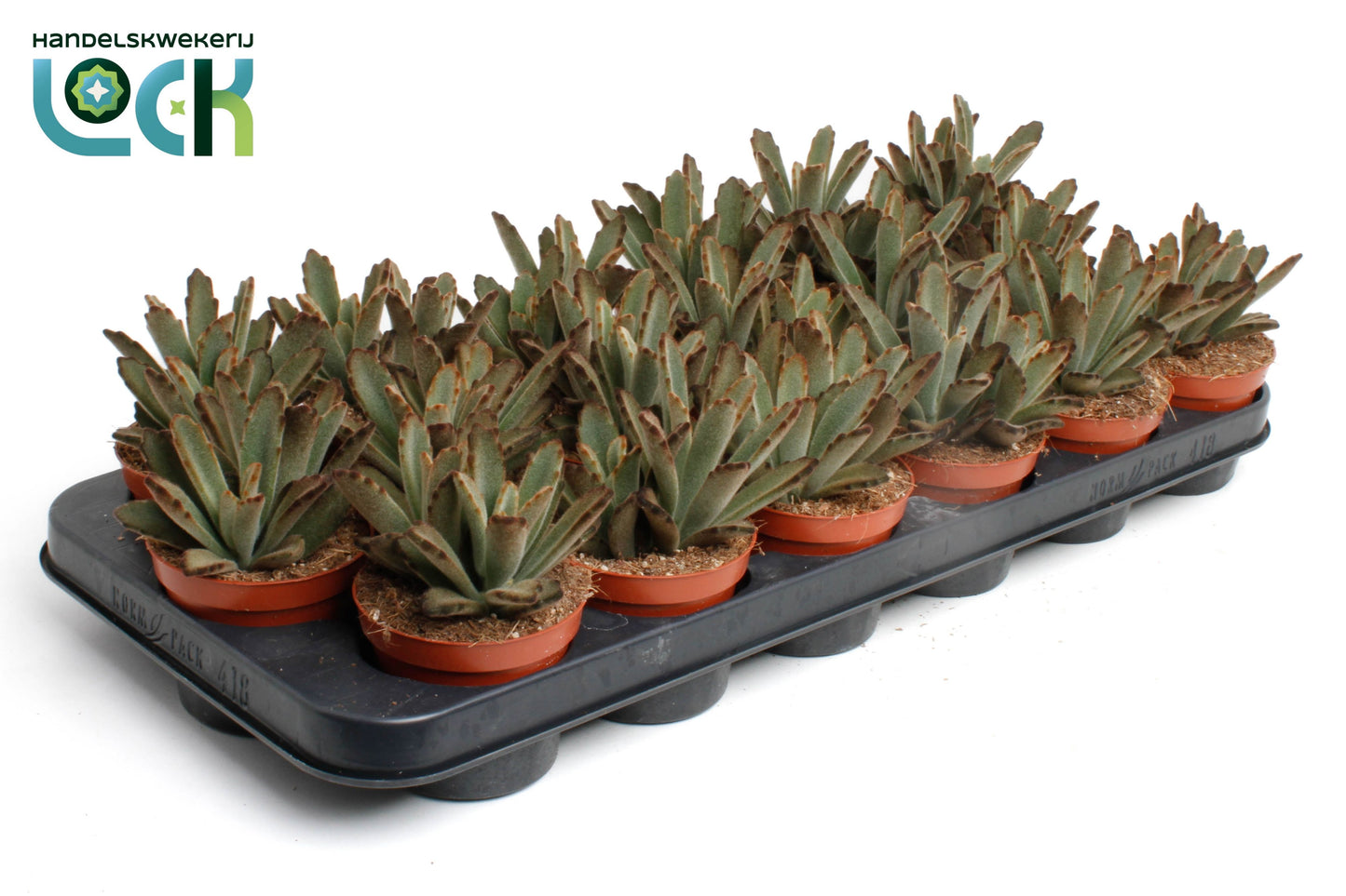 Kalanchoe tomentosa Aida 12cm 8.5cm Pot