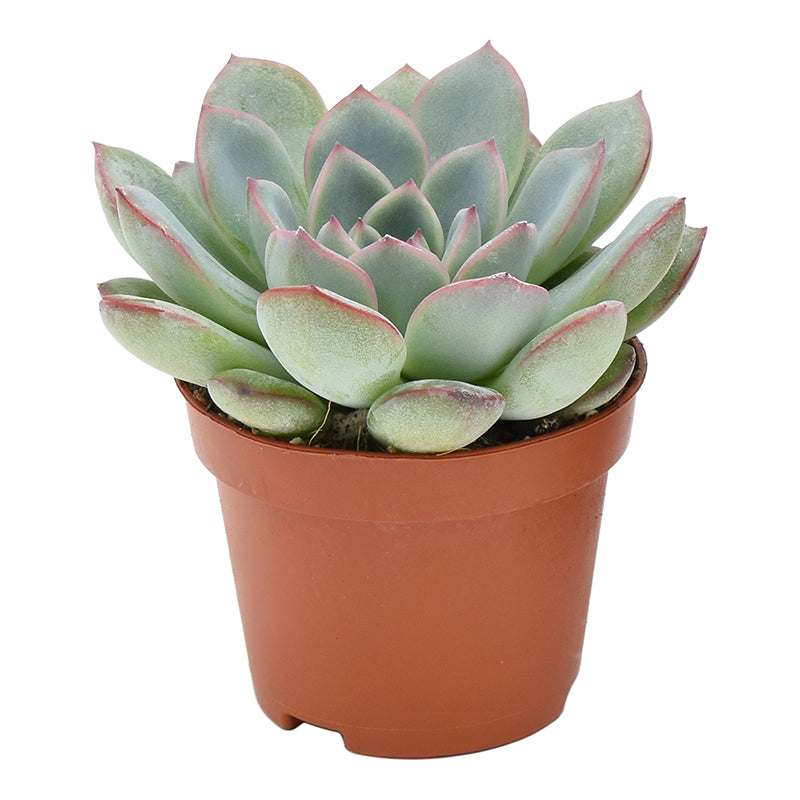 Echeveria Aurora 8cm 6cm Pot