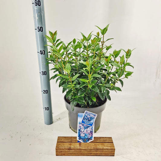 Viburnum tinus Spirit 45cm 23cm Pot