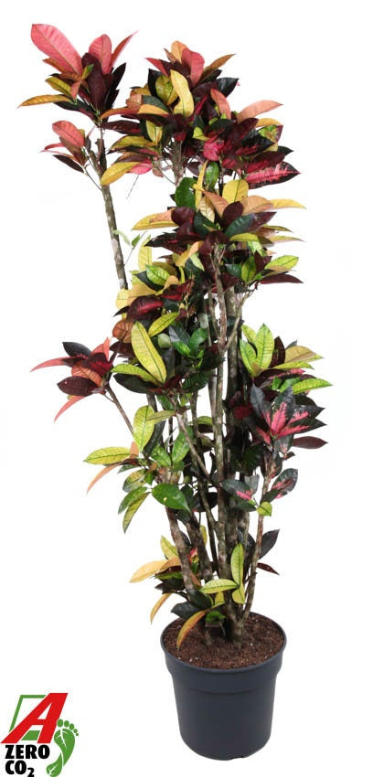 Codiaeum Mrs Iceton branched 190cm 40cm Pot