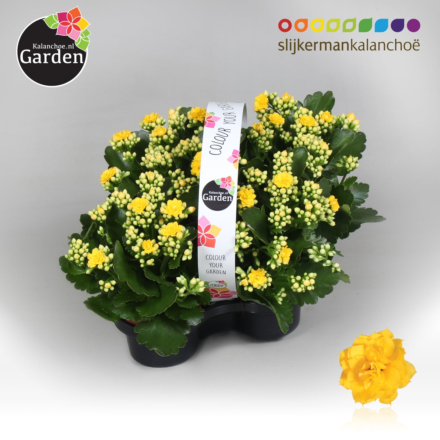 Kalanchoe gevuldbloemig 23cm 10.5cm Pot
