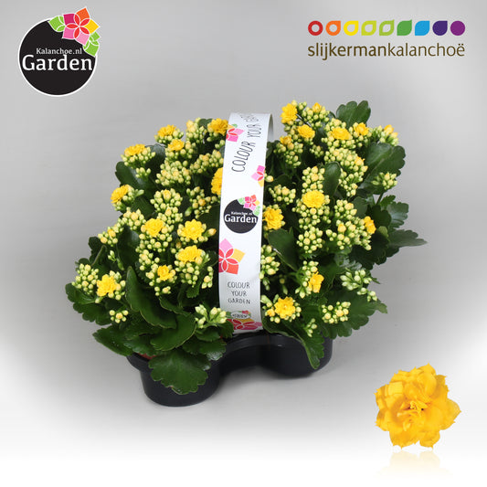 Kalanchoe gevuldbloemig 23cm 10.5cm Pot