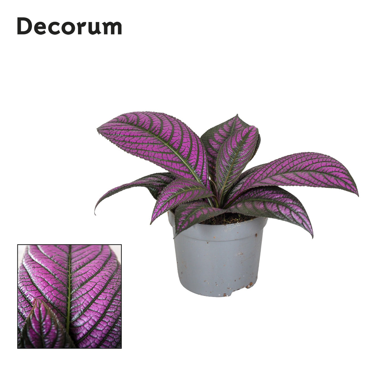 Strobilanthes dye. Metallica 20cm 13cm Pot