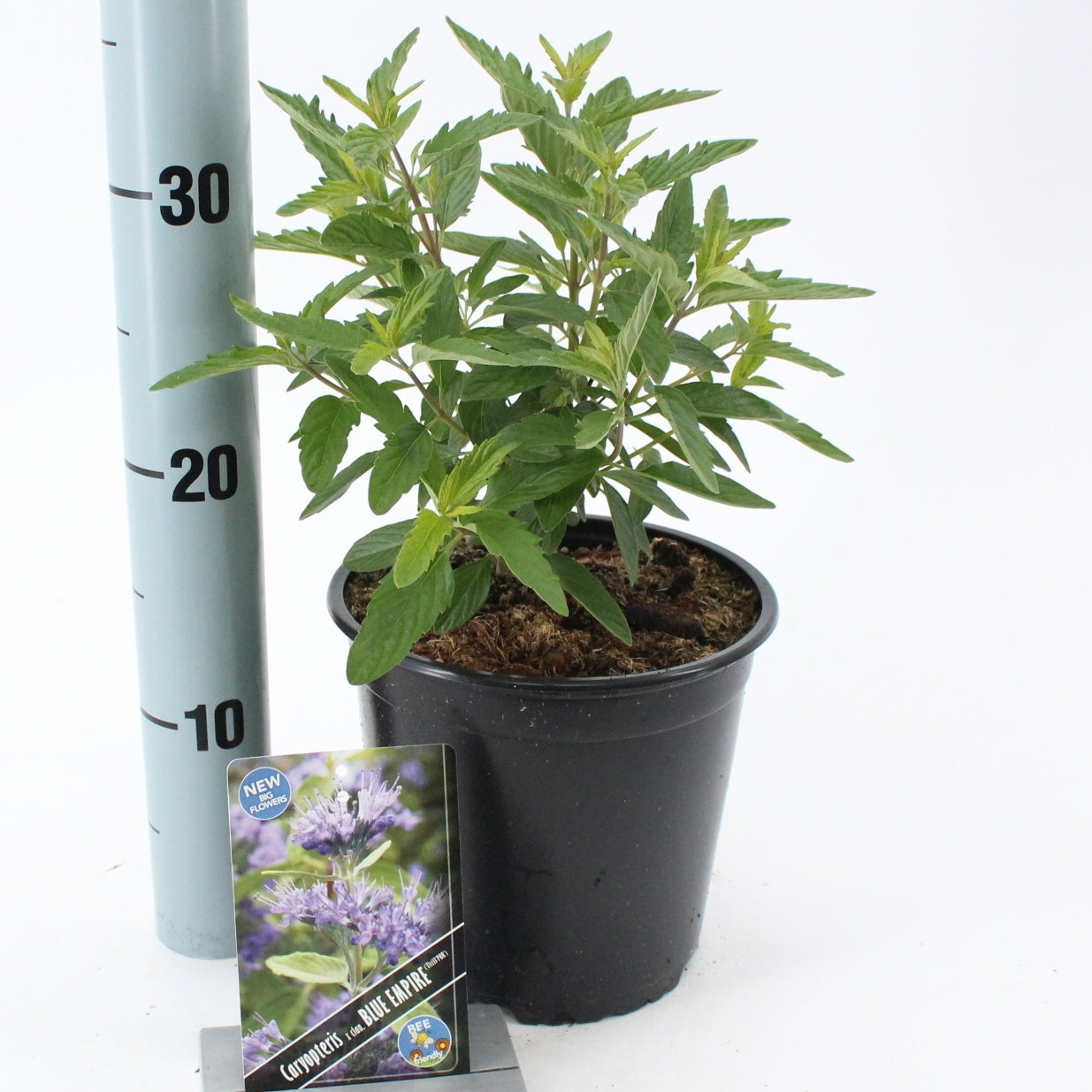 Caryopteris cla. Blue Empire 50cm 17cm Pot