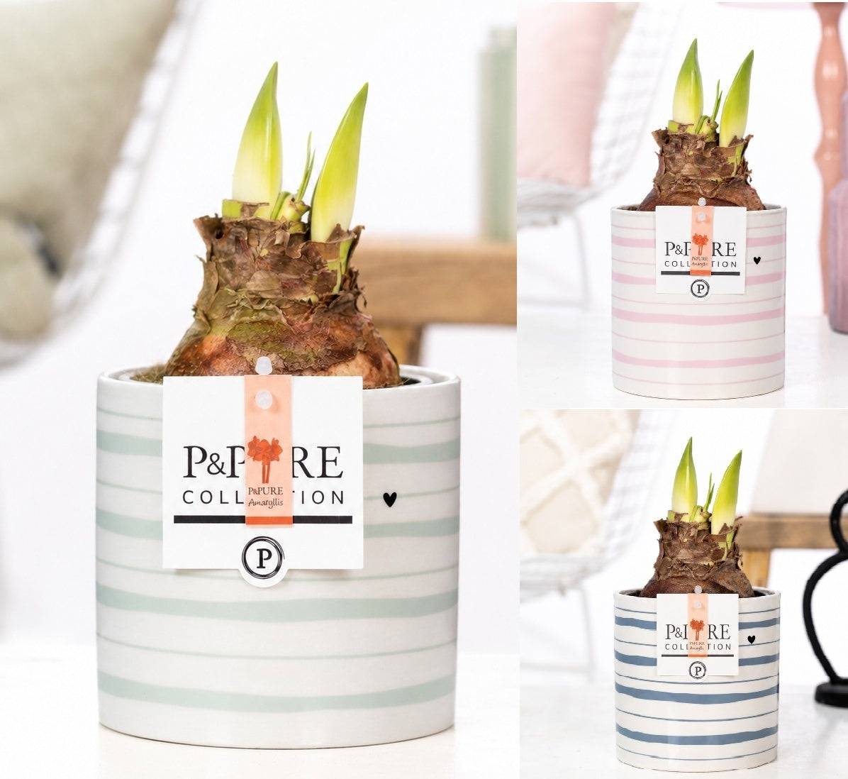 Hippeastrum Hybrid 22cm 12cm Pot