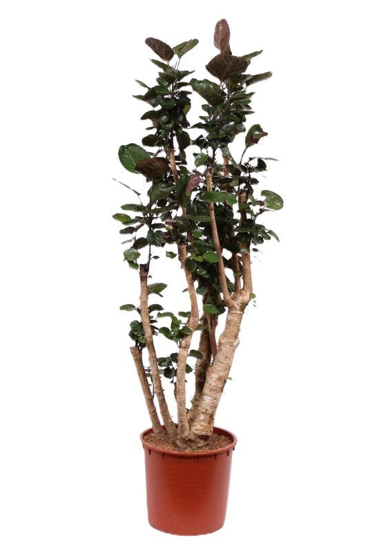 Polyscias Fabian 160cm 34cm Pot