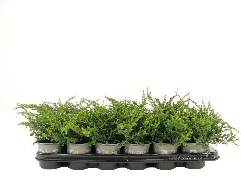 Bloemendaal, Fa.Kw. Juniperus Repanda Pack of 18