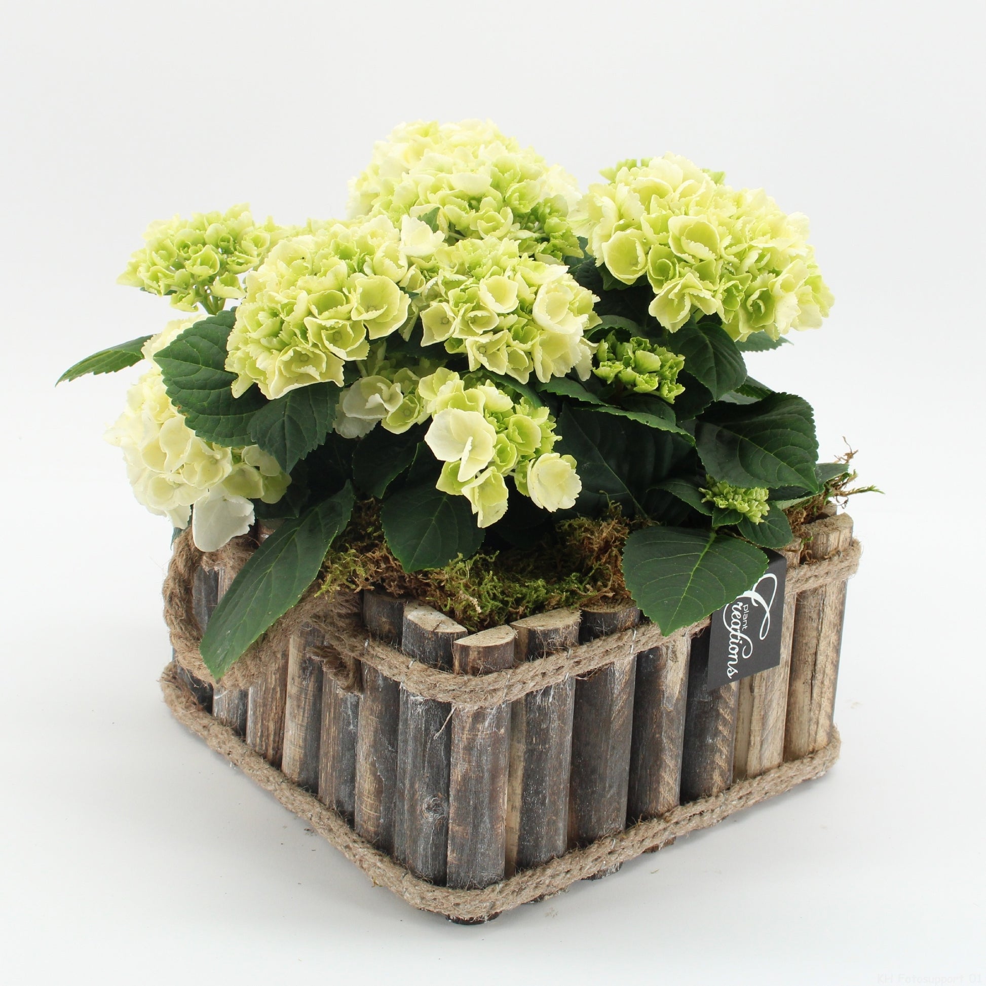 KHCR-2617W Hydrangea creatie 30cm 23cm Pot