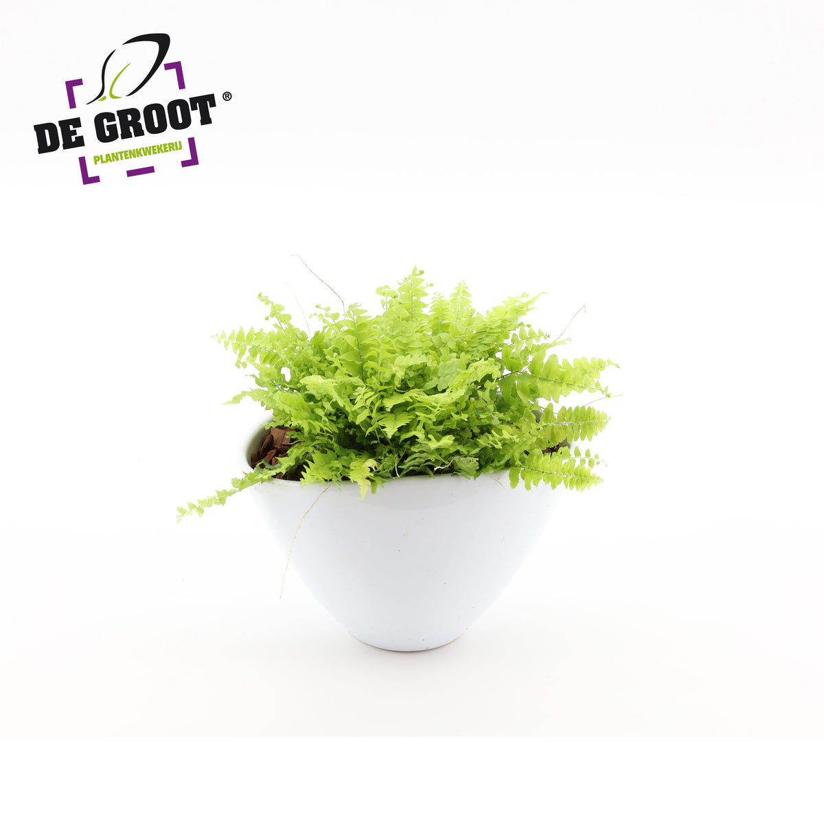 arr.  Plants 18cm Pot