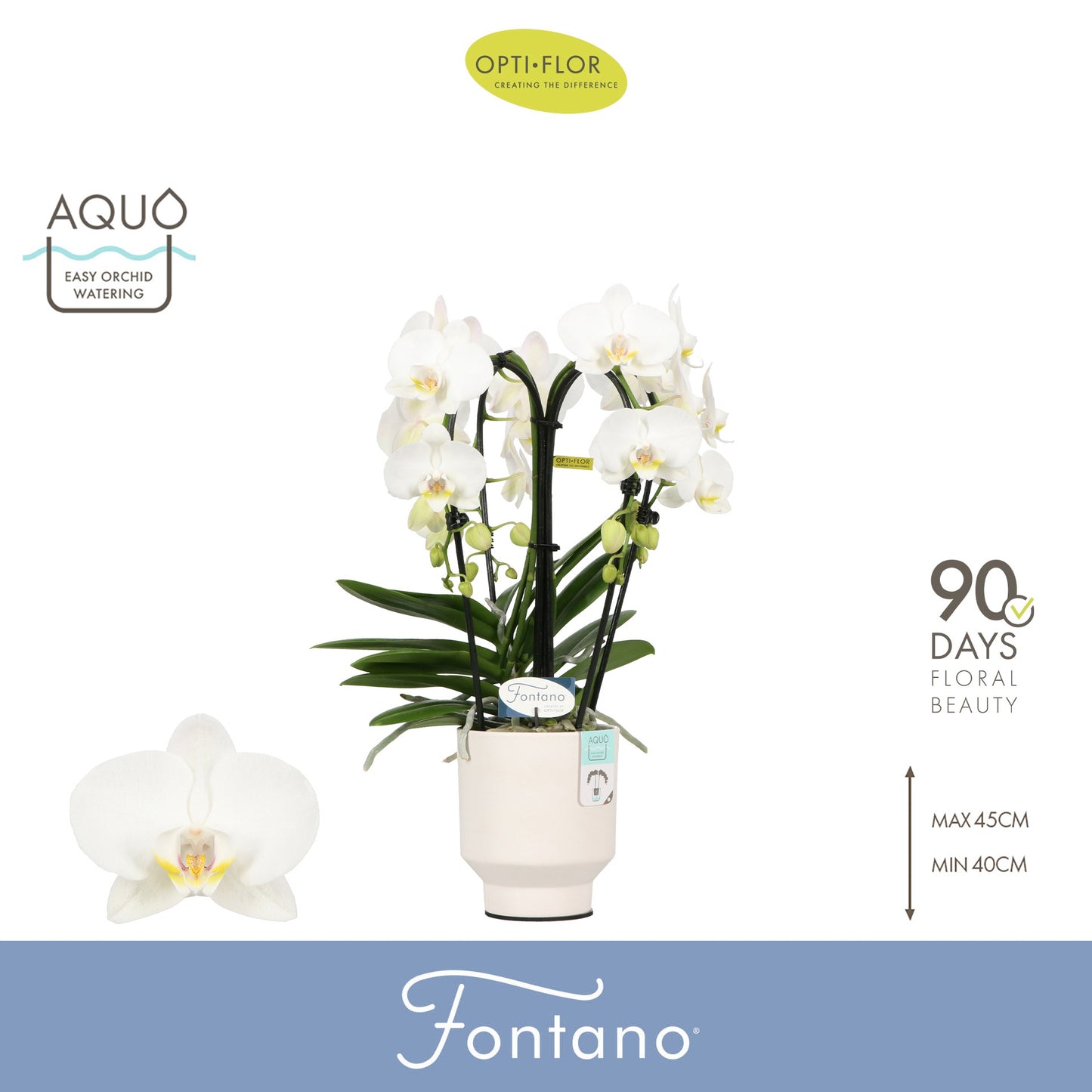 Phalaenopsis white 50cm 12cm Pot