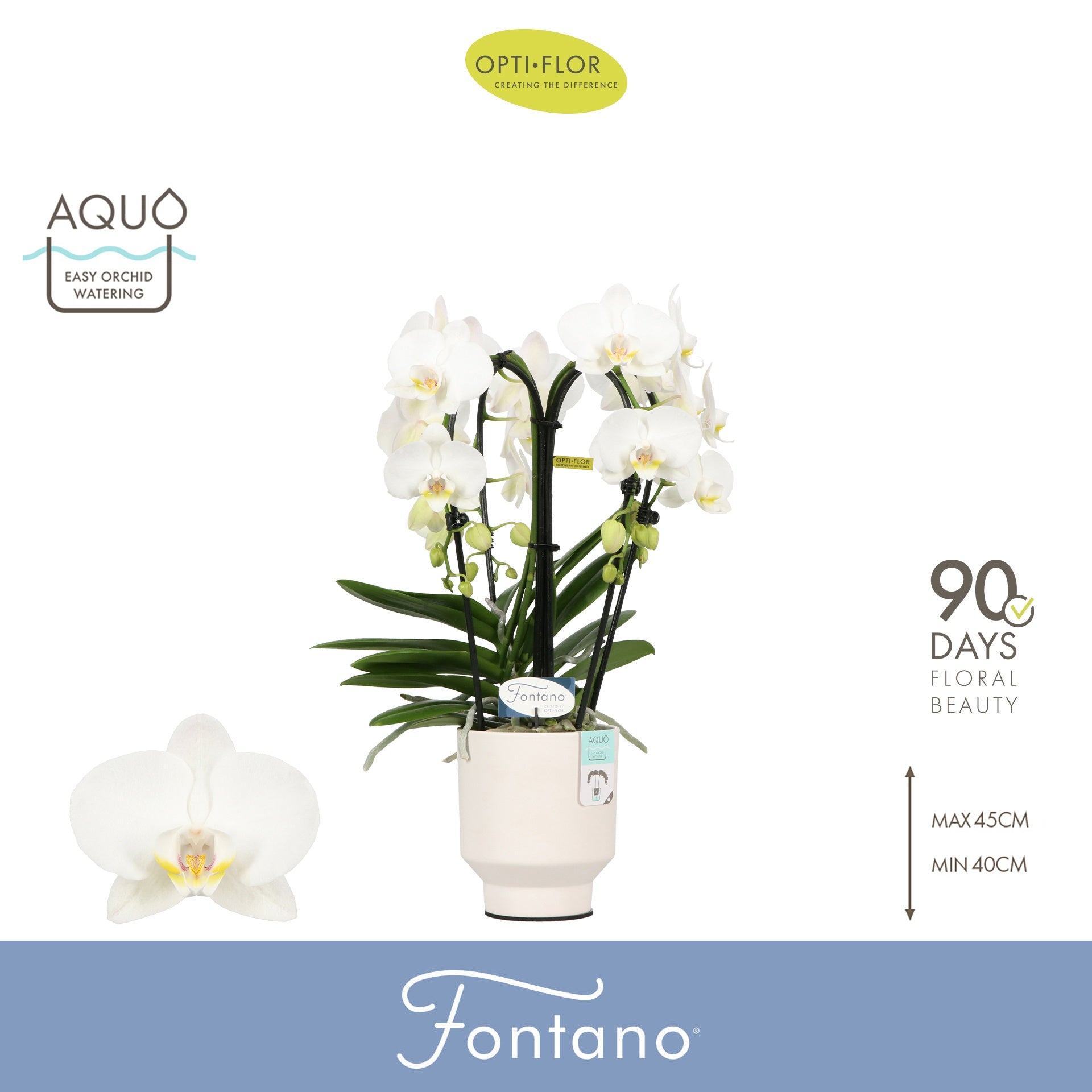 Phalaenopsis white 50cm 12cm Pot