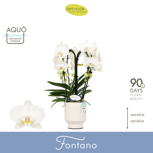Phalaenopsis white 50cm 12cm Pot