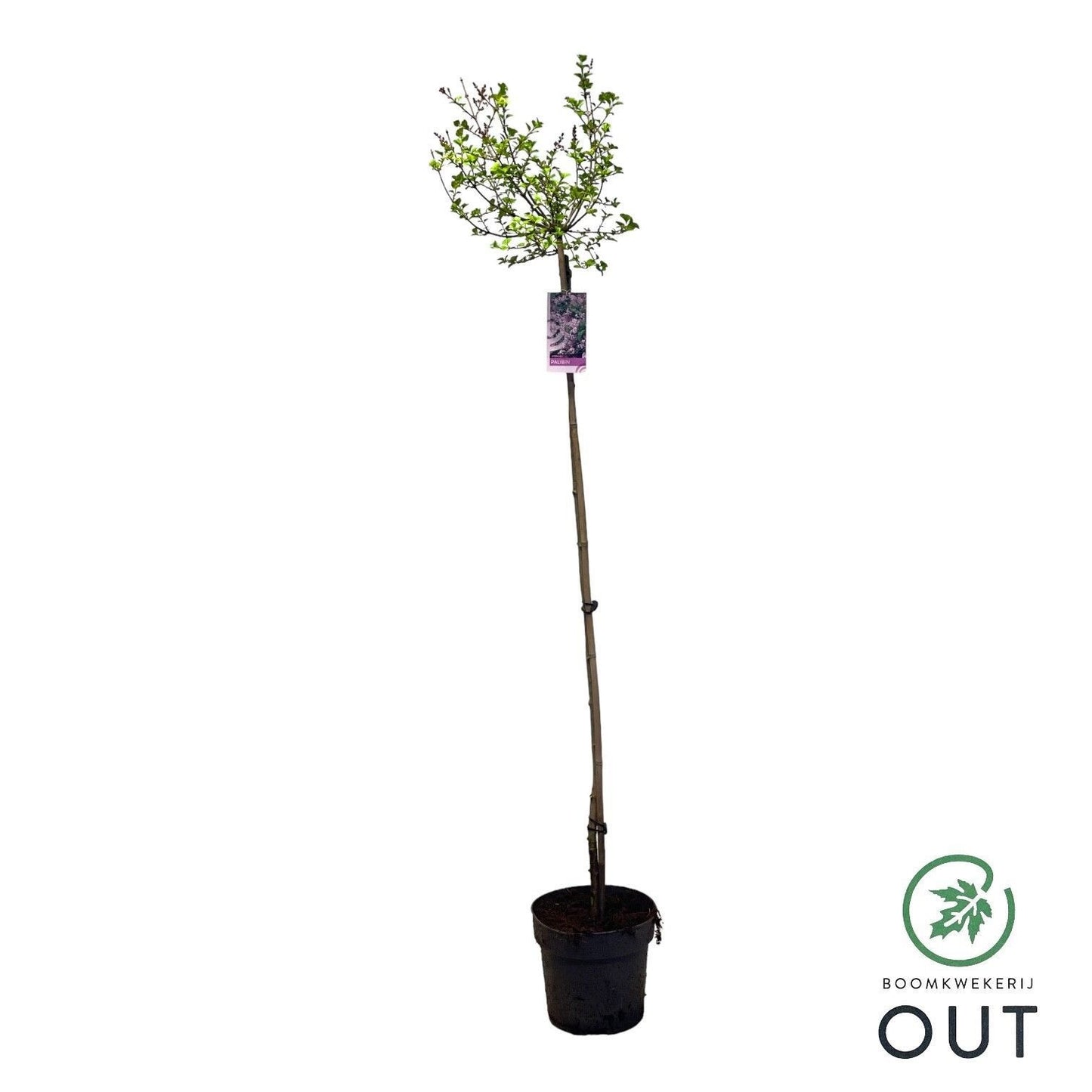 Syringa meyeri Palibin 150cm 26cm Pot