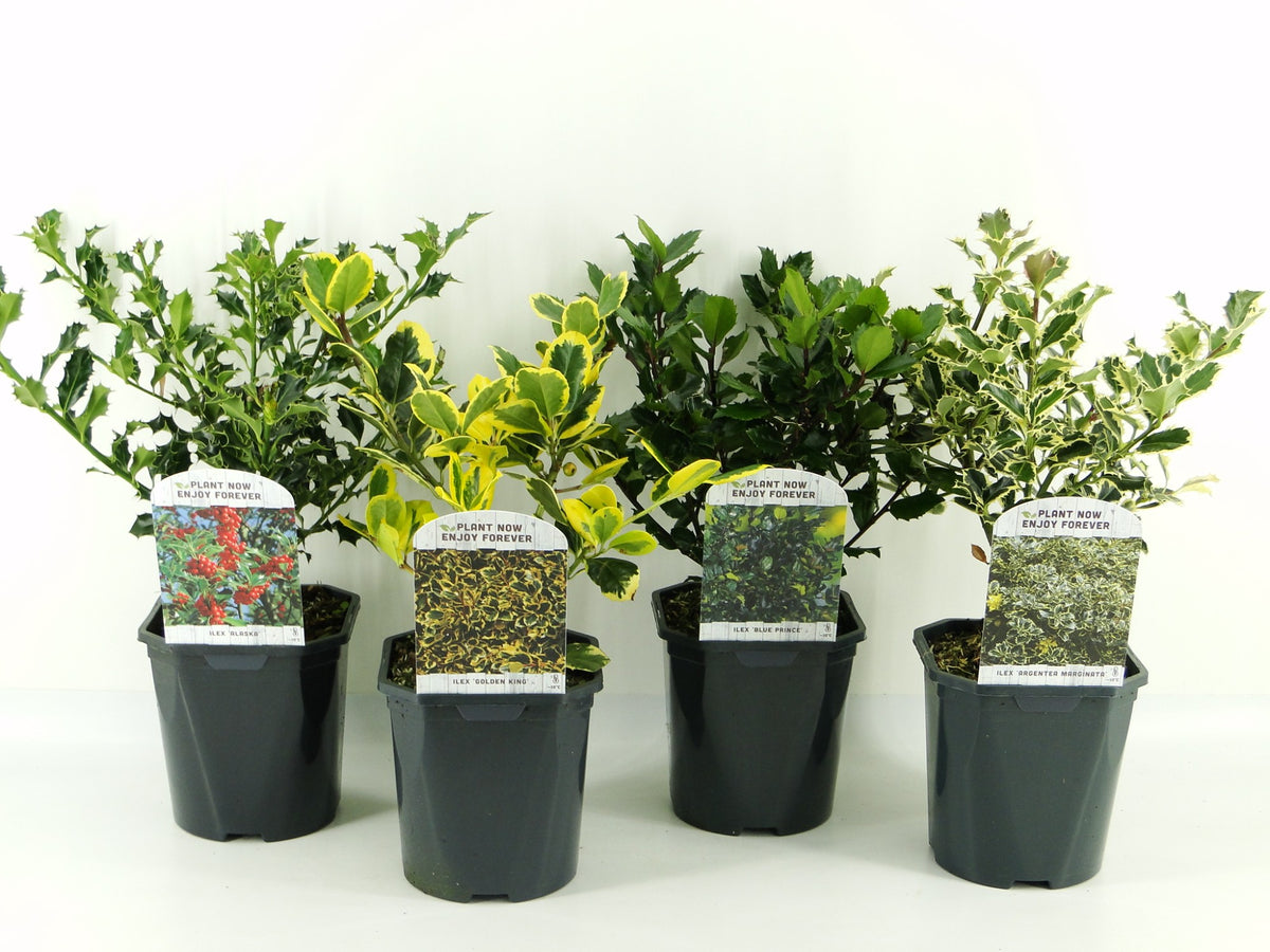Ilex aquifolium 25cm 17cm Pot