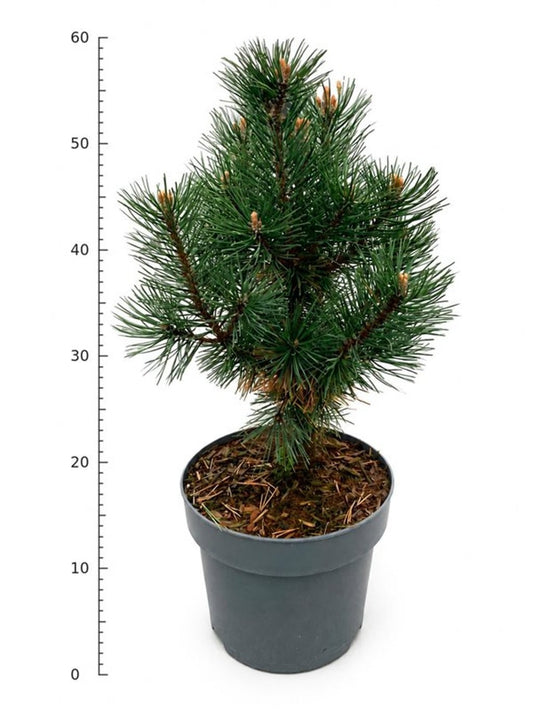 Pinus mugo Columbo 55cm 23cm Pot