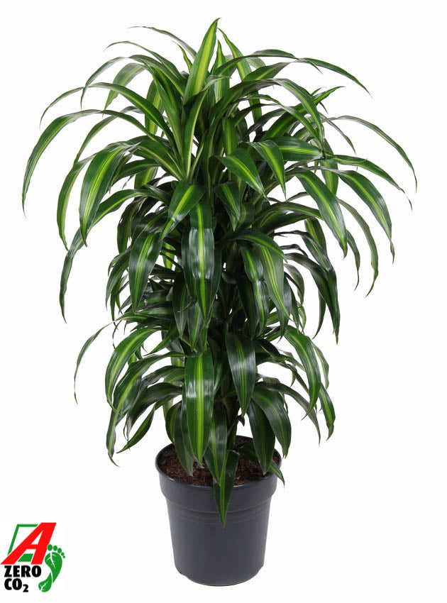 Dracaena fragrans Hawaiian Sunshine 120cm 27cm Pot