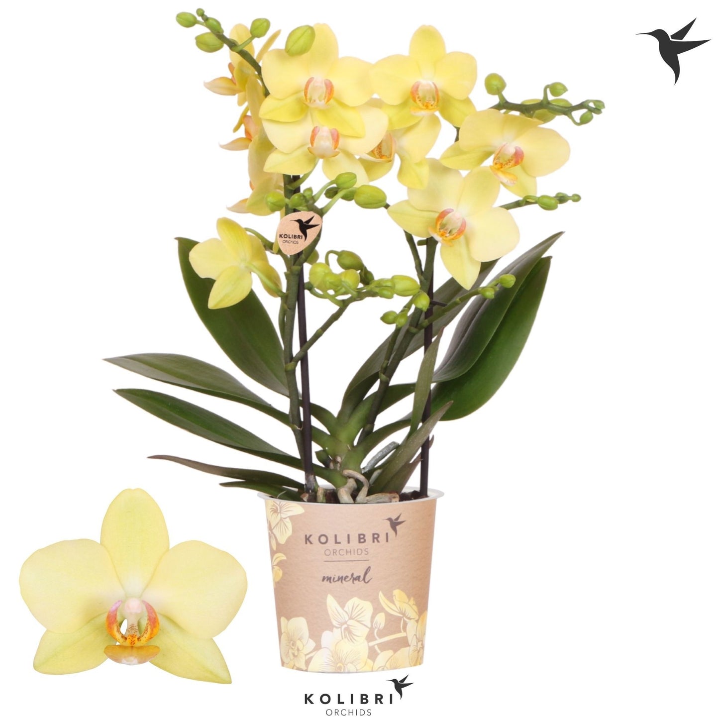 Phalaenopsis mf. Albenga 40cm 9cm Pot