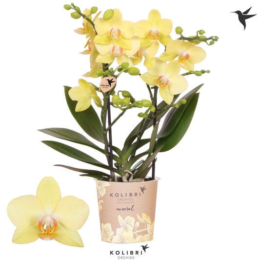 Phalaenopsis mf. Albenga 40cm 9cm Pot